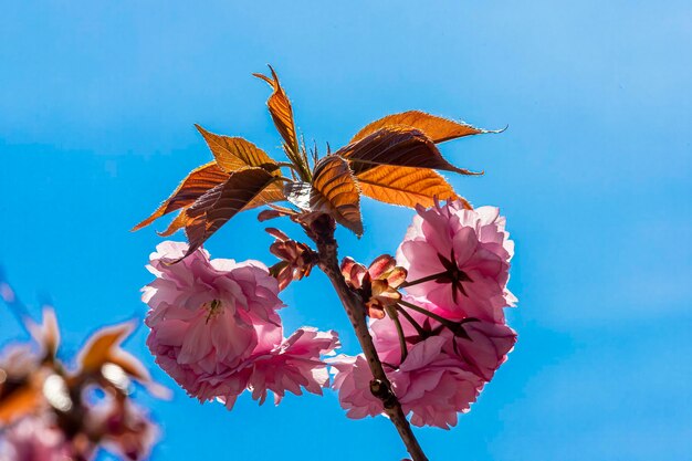 Cherry blossoms