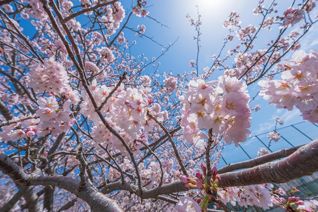 Cherry Blossoms