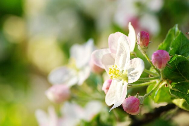 Cherry Blossoms