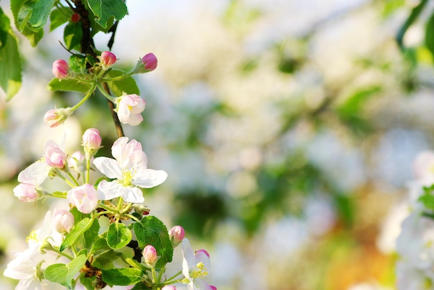 Cherry blossoms