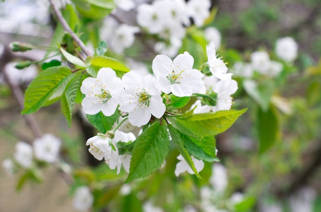 Cherry blossoms