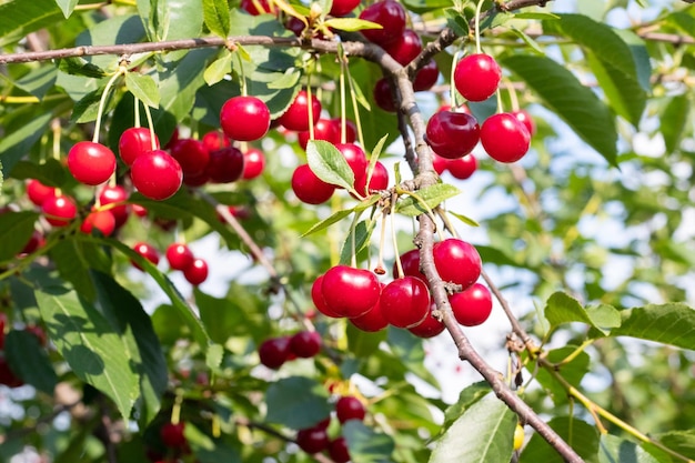 Cherry branch in the garden with delicious juicy berries