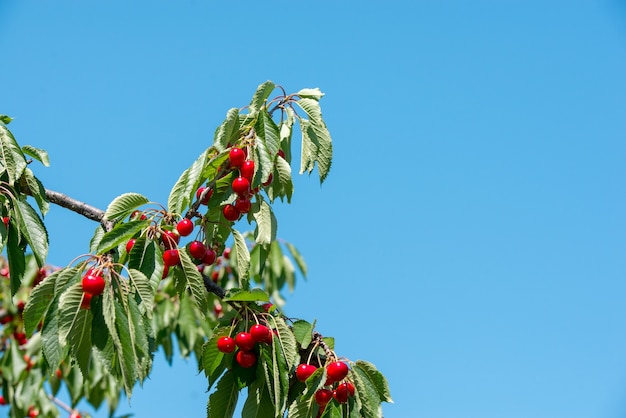 Photo cherry on the branch grows, ripened red cherry.