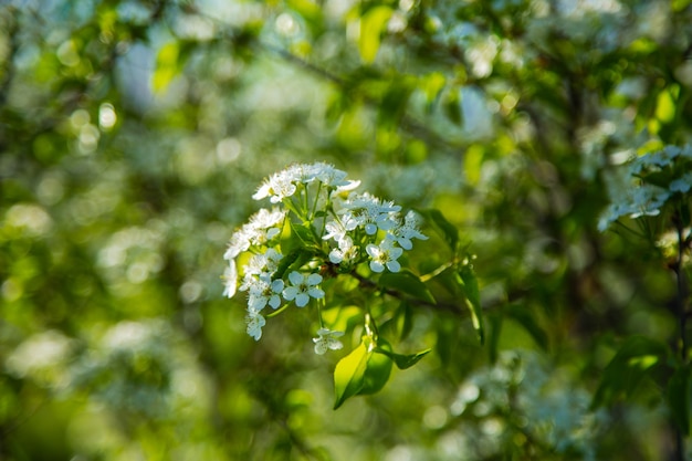 A cherry branch strewn with flowers on a blurry background. High quality photo
