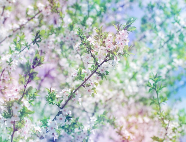 美しい背景を持つ桜の枝