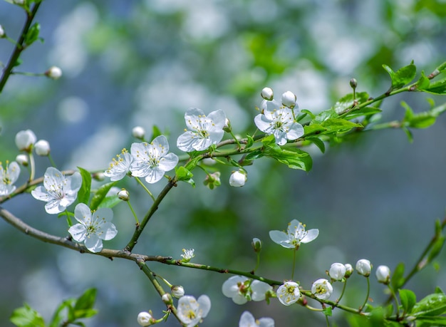 Cherry branch with beautiful background