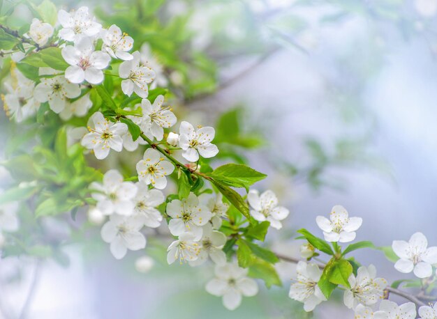 美しい背景を持つ桜の枝