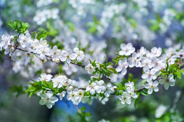 Cherry branch with beautiful background