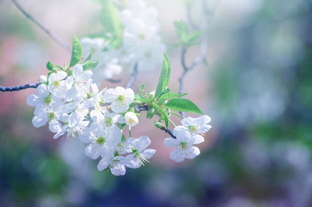 美しい背景を持つ桜の枝