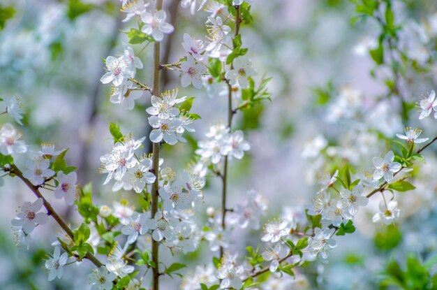 美しい背景を持つ桜の枝