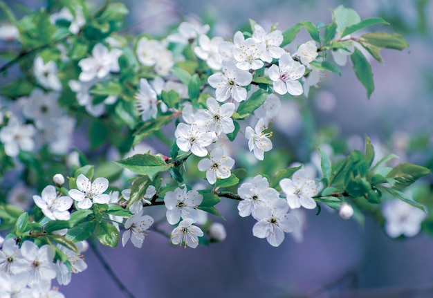 美しい背景を持つ桜の枝