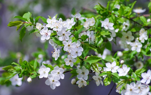 美しい背景を持つ桜の枝