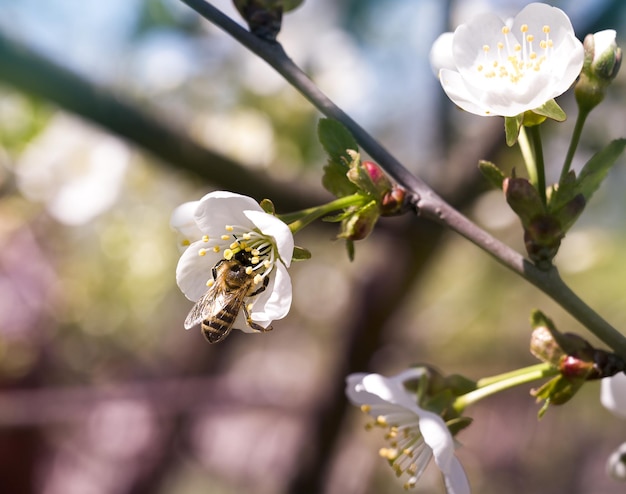 Cherry branch with flowers and a bee