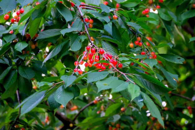 Cherry branch with ripe red berries on a dark green background Garden natural cherry