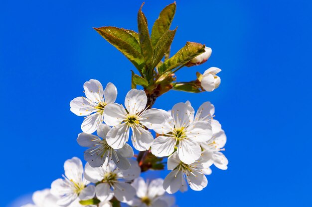 Cherry branch with white flowers on a background of blue sky