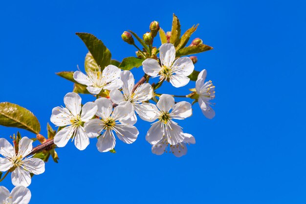 Cherry branch with white flowers on a background of blue sky