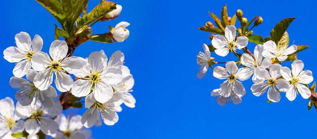 青い空を背景に白い花と桜の枝