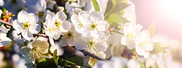 Cherry branch with white flowers on a sunny day