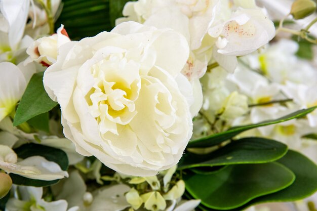 Cherry branch with white flowers over white