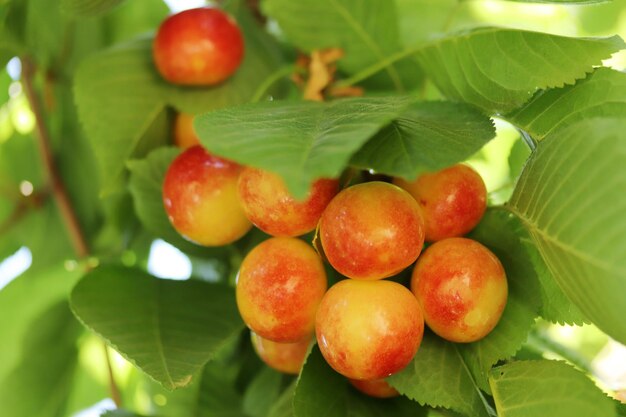 Cherry branch yellow and red ripe cherries