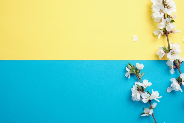 Cherry branches on a colored paper background