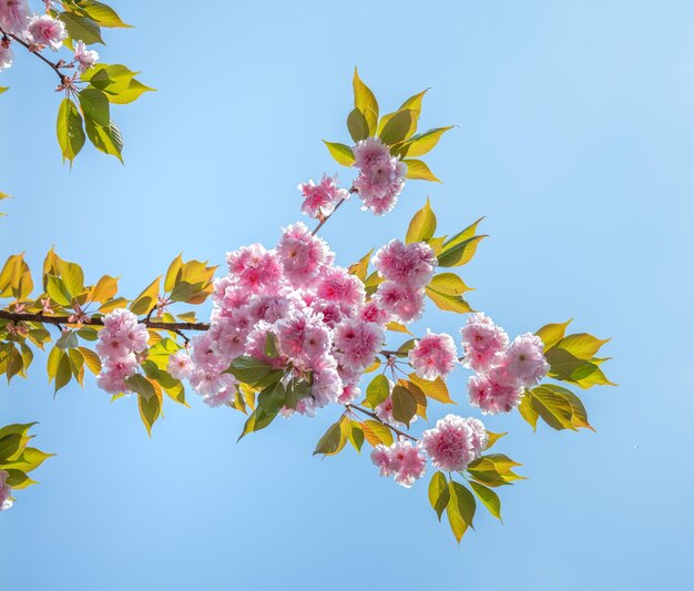 Foto rami di ciliegio in primavera