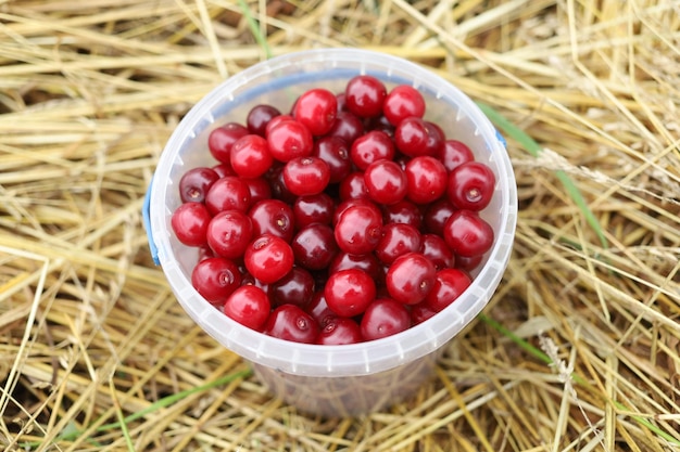 A cherry in a bucket Red cherry harvest