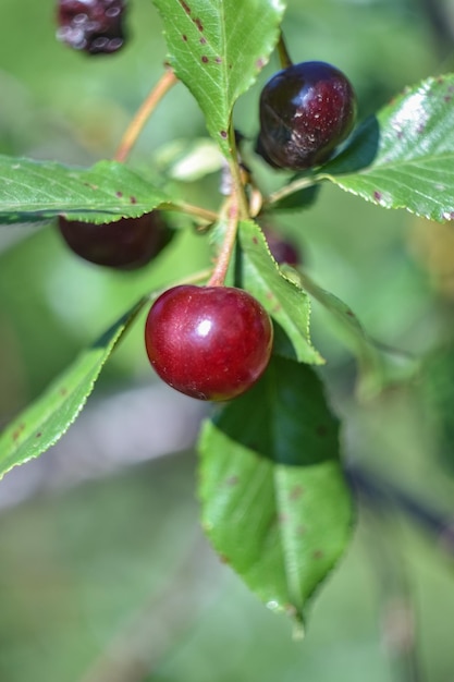 Cherry closeup red berry in the garden cherry on a branch