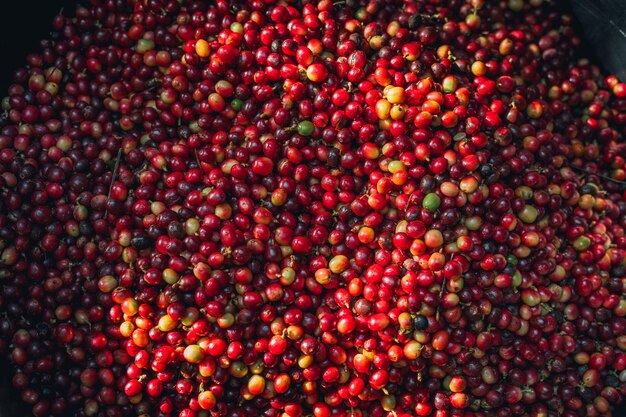 Cherry coffee beans background in a bucket
