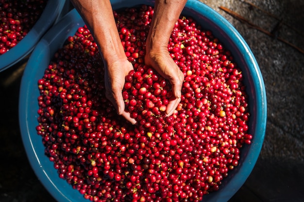 Cherry coffee beans,red coffee In the sack and on the hand