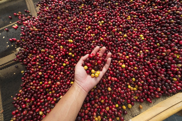 Cherry coffee beans,red coffee In the sack and on the hand