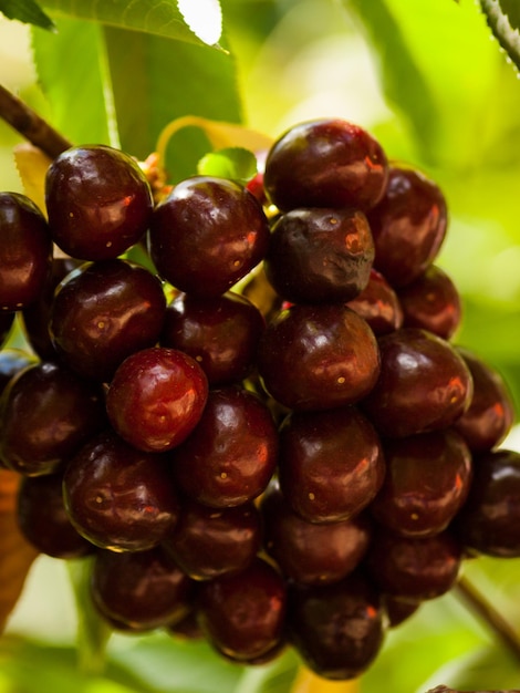 Cherry farm on western slopes of Colorado.