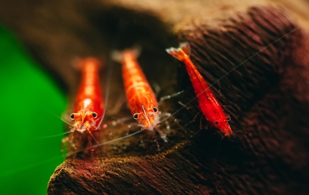 I gamberetti nani rosso fuoco di ciliegia rimangono sulla decorazione di legno nel serbatoio dell'acquario d'acqua dolce con sfondo scuro e verde.