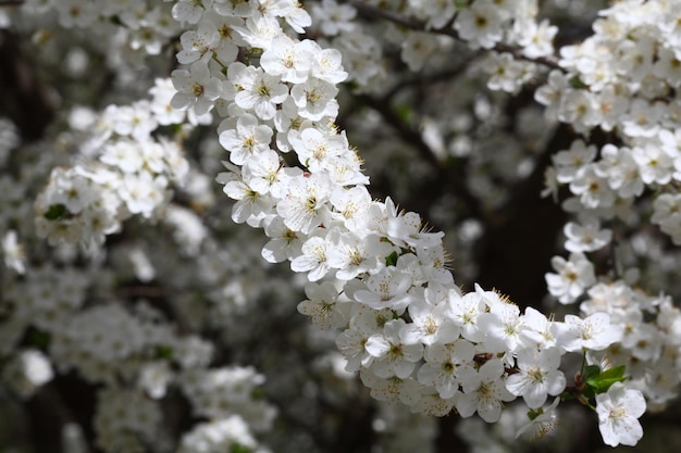 桜の背景