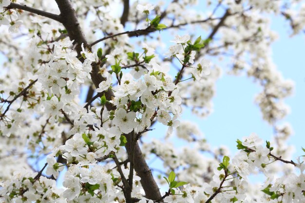 Cherry flower background