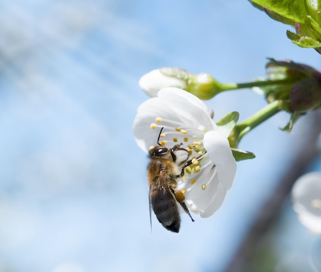 Cherry flower closeup in which a bee sits