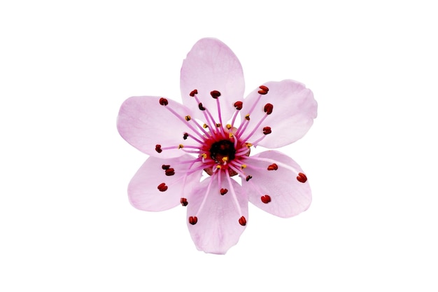 Cherry flower head isolated white background Single cherry flower for your design