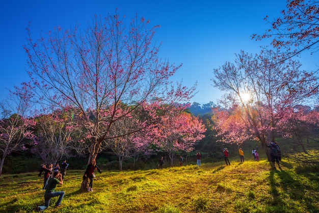 Photo cherry flower prunus cerasoides or wild himalayan cherry,giant tiger flower in phu lom lo ,phetchaboon, thailand.february 3, 2019