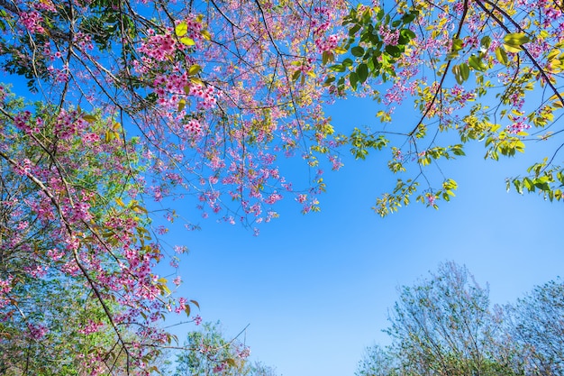 桜の花Prunus cerasoidesまたは野生のヒマラヤ桜、Phu Lom Lo、ペッチャブーン、タイの巨大な虎の花。