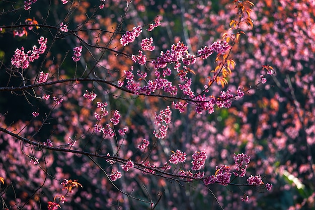 Cherry flower Prunus cerasoides or Wild Himalayan Cherry