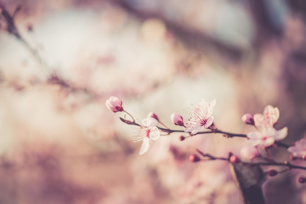 cherry flower sakura