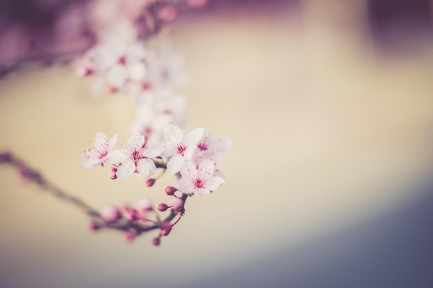 cherry flower sakura