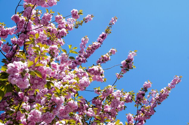 桜の花