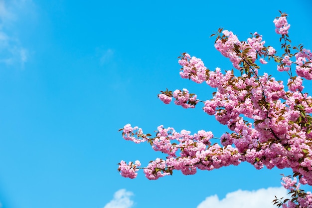 春に咲く桜。青い空に咲く桜の木。さくら咲く季節のコンセプト。リニューアル、再生、新しい人生の目覚め。自然、美、環境、コピースペース