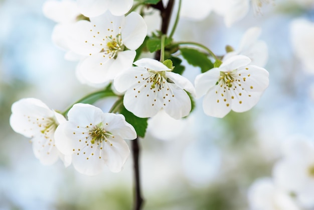 桜の花が咲きます