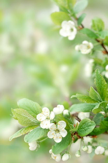 Cherry flowers on a branch. White inflorescences of a fruit tree. vertical photo