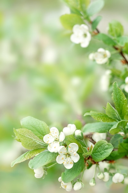 나뭇가지에 벚꽃 꽃. 과일 나무의 흰색 꽃이 핌. 세로 사진