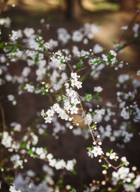 枝に桜の花