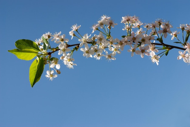 Cherry flowers and buds displayed on blue sky