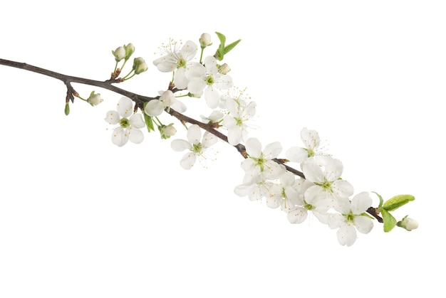 樱桃花和花<unk>分离在白色上